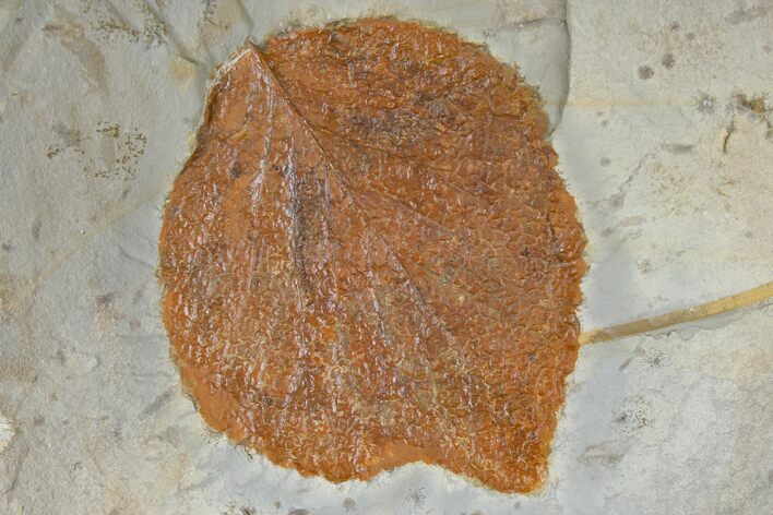 Fossil Leaf (Davidia) - Montana #120818
